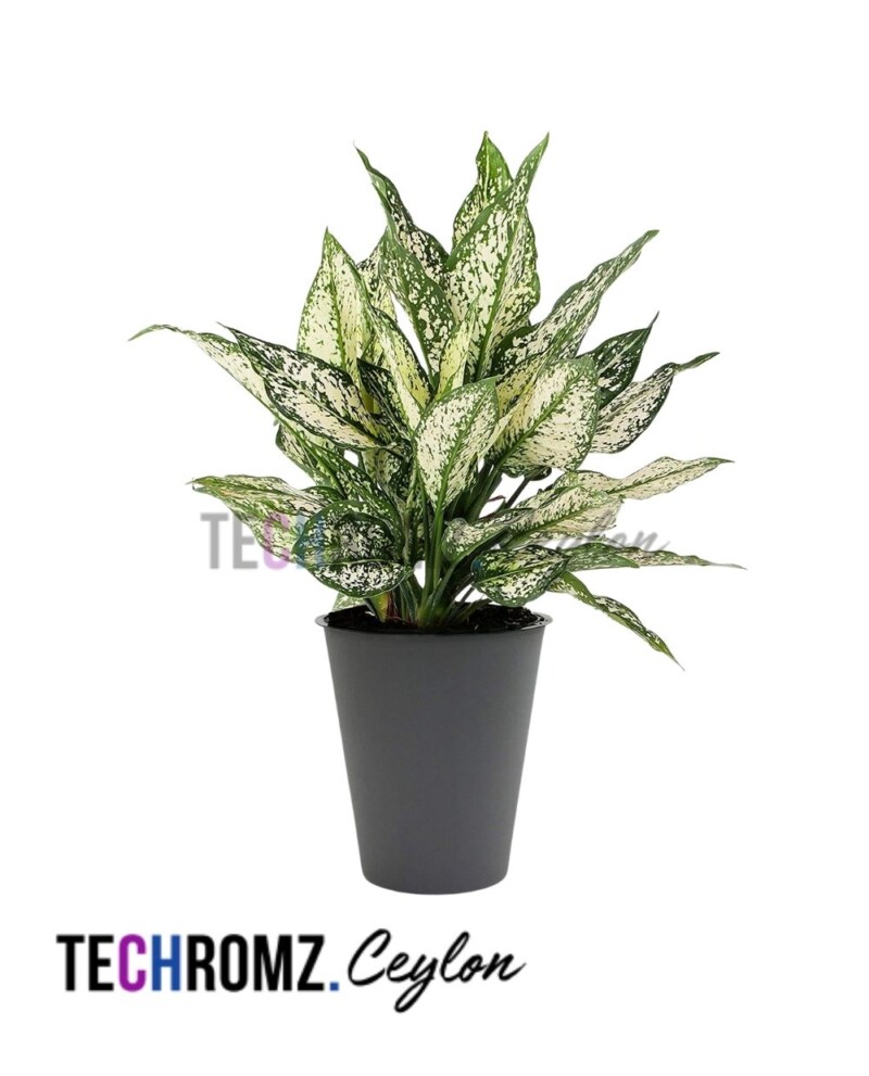 Flower Bowl (Copy)