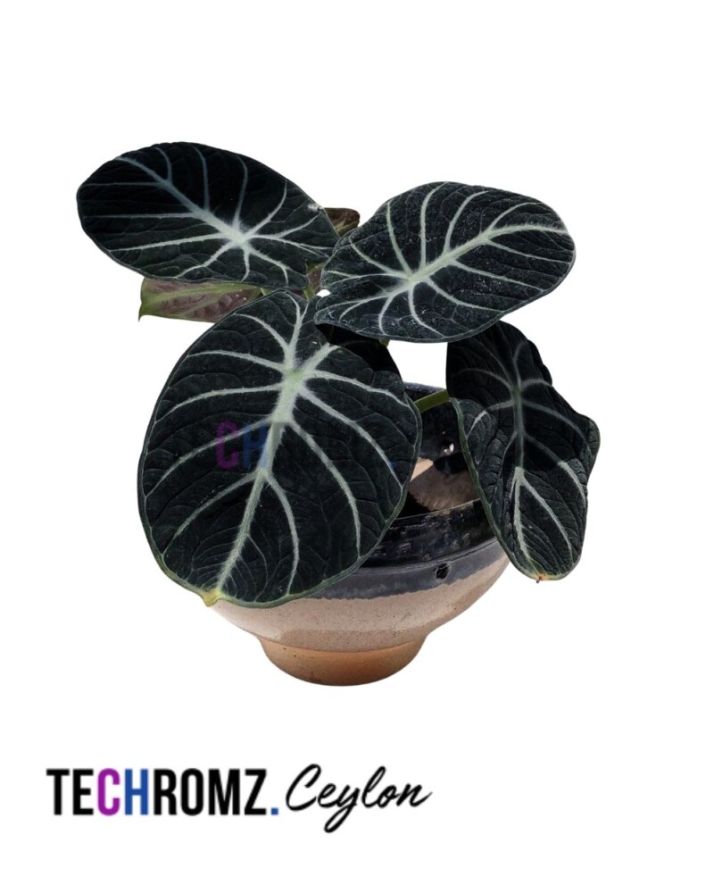 Flower Bowl (Copy)