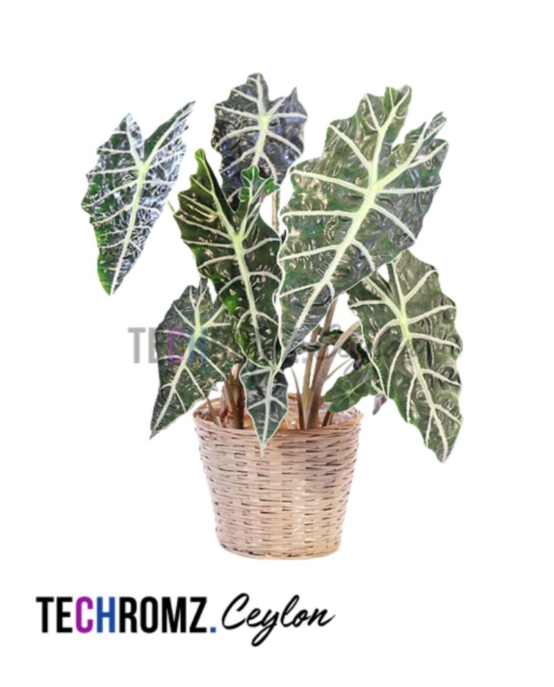 Alocasia Amazonica