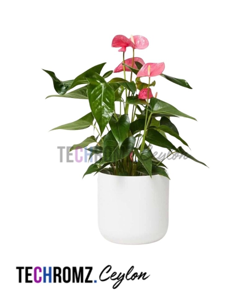 Flower Bowl (Copy)