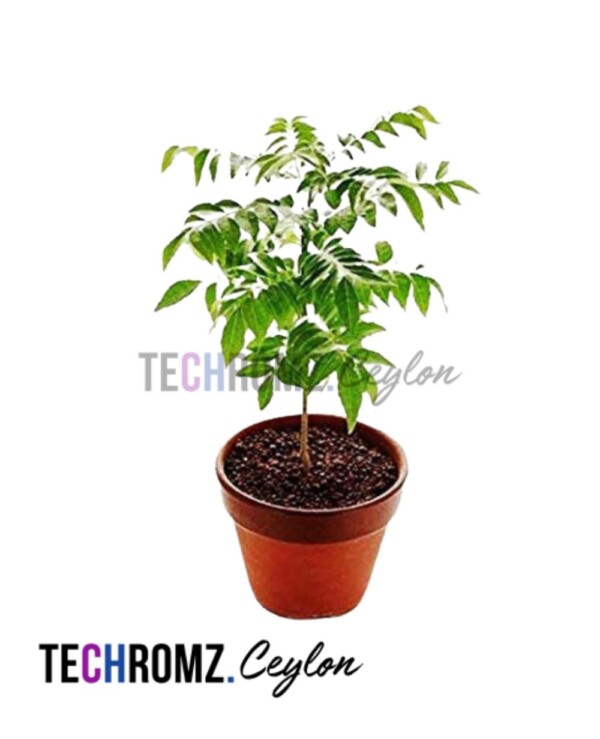 Flower Bowl (Copy)