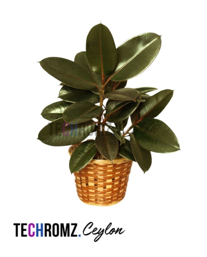 Ficus Burgundy Rubber Plant