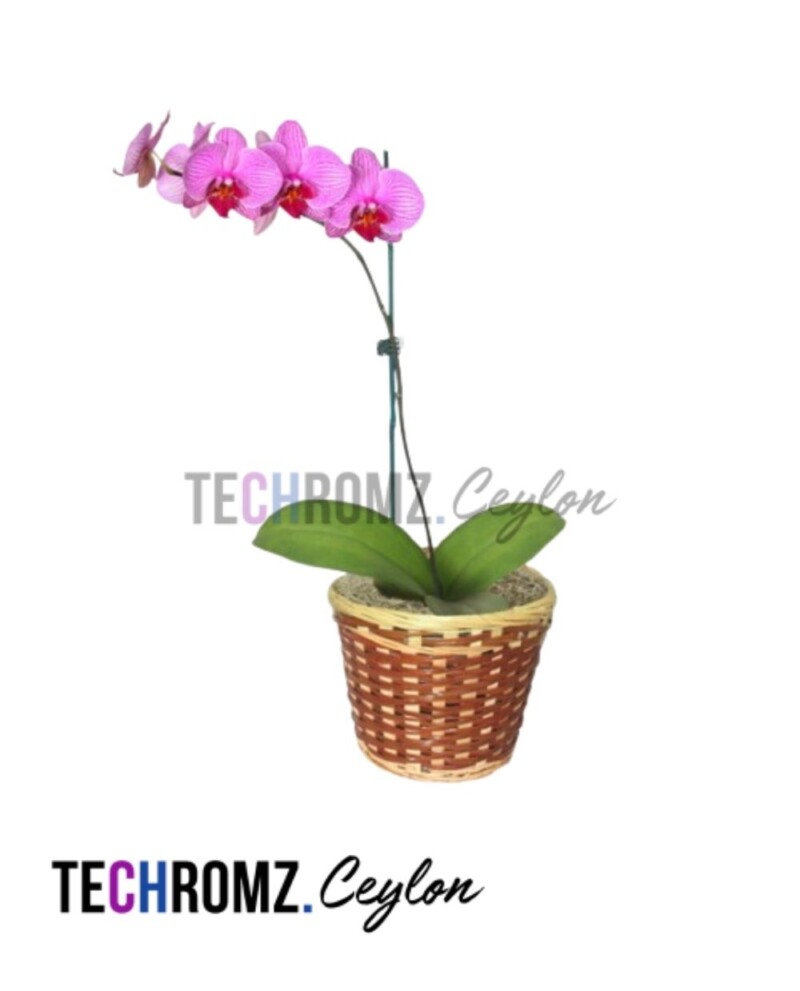 Vanda Pink Orchid