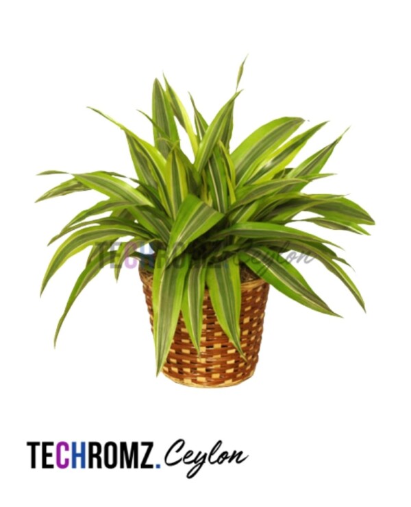 Flower Bowl (Copy)
