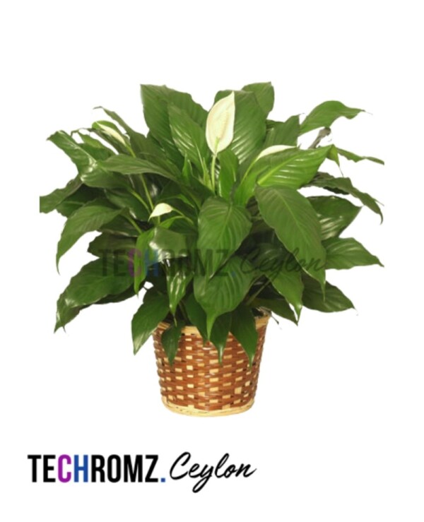 Flower Bowl (Copy)