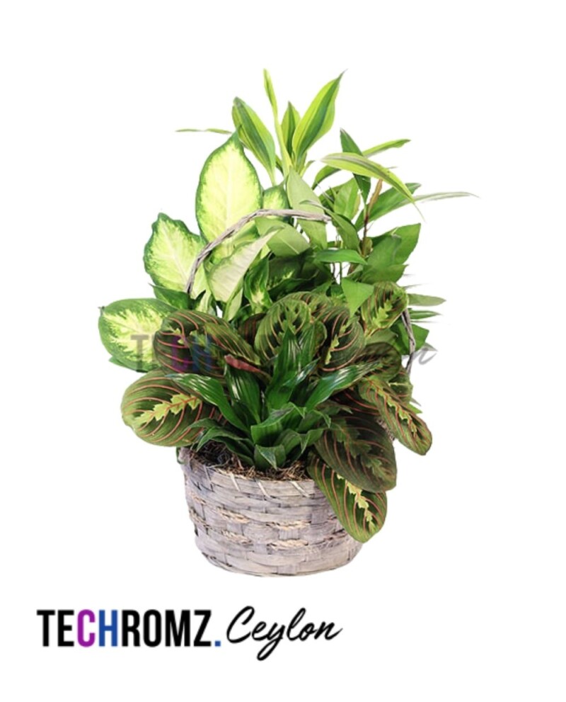 Mix Plant Bucket