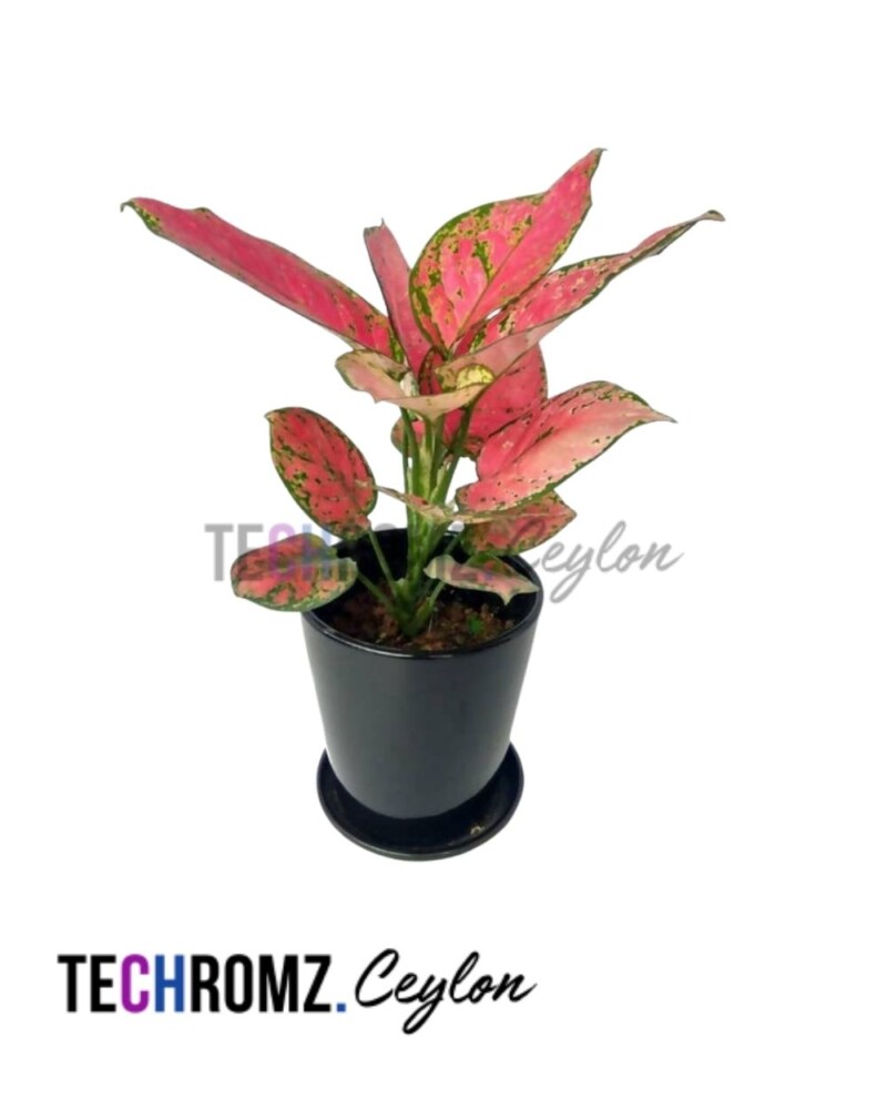 Aglaonema Eastern Red Plant – Fresh Gardening Indoor Plant Outdoor Plants for Home Garden