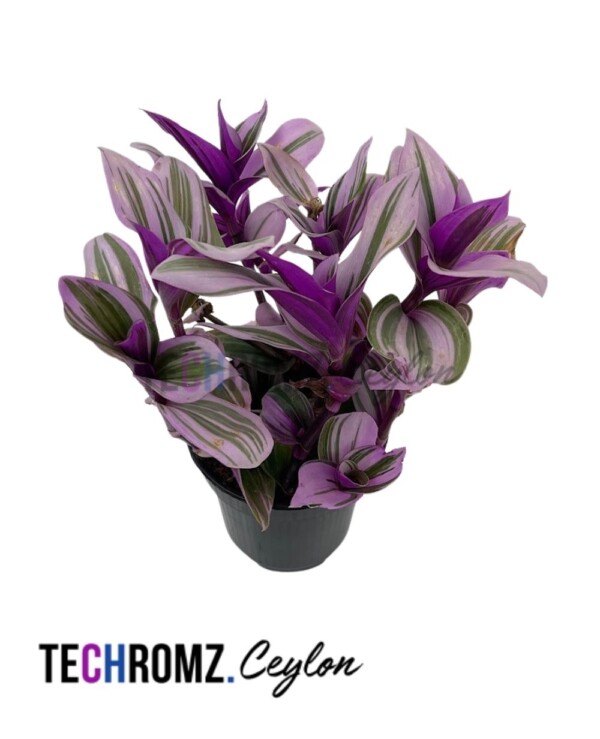 Flower Bowl (Copy) (Copy)