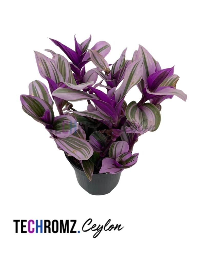 Flower Bowl (Copy) (Copy)