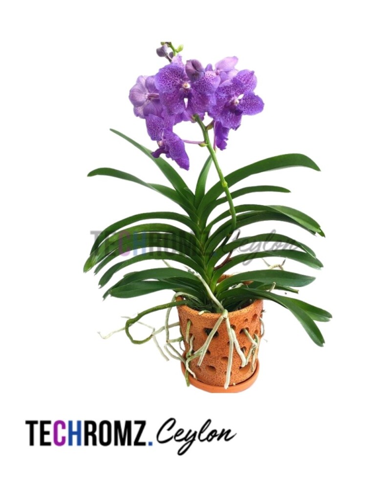 Vanda Blue Orchids
