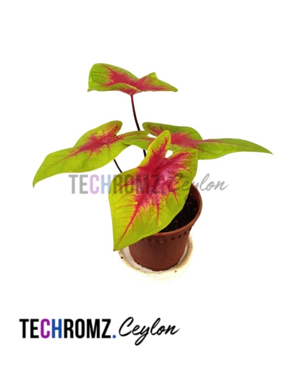 Flower Bowl (Copy) (Copy) (Copy)