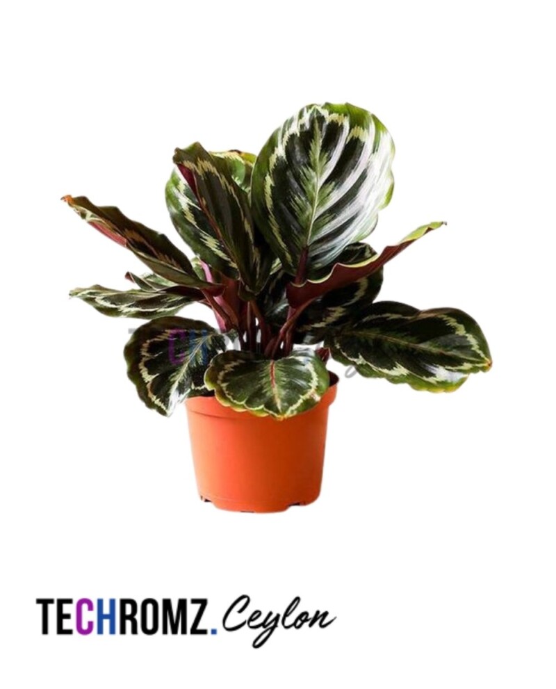 Calathea Mystery Rose