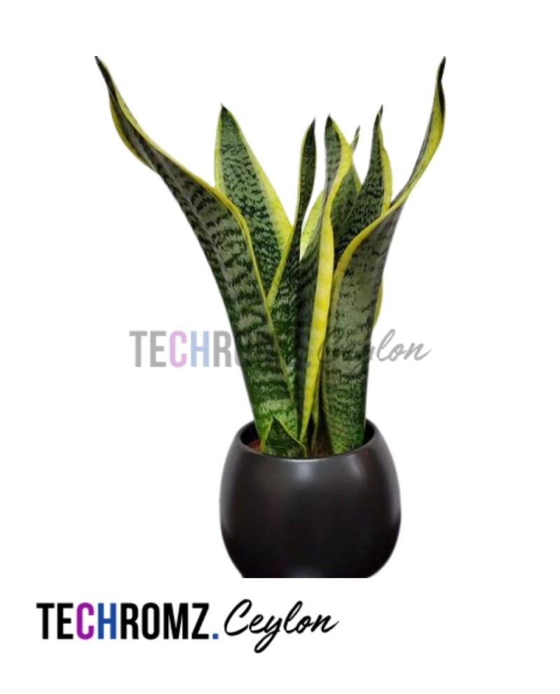 Sansevieria Laurentii - Image 2