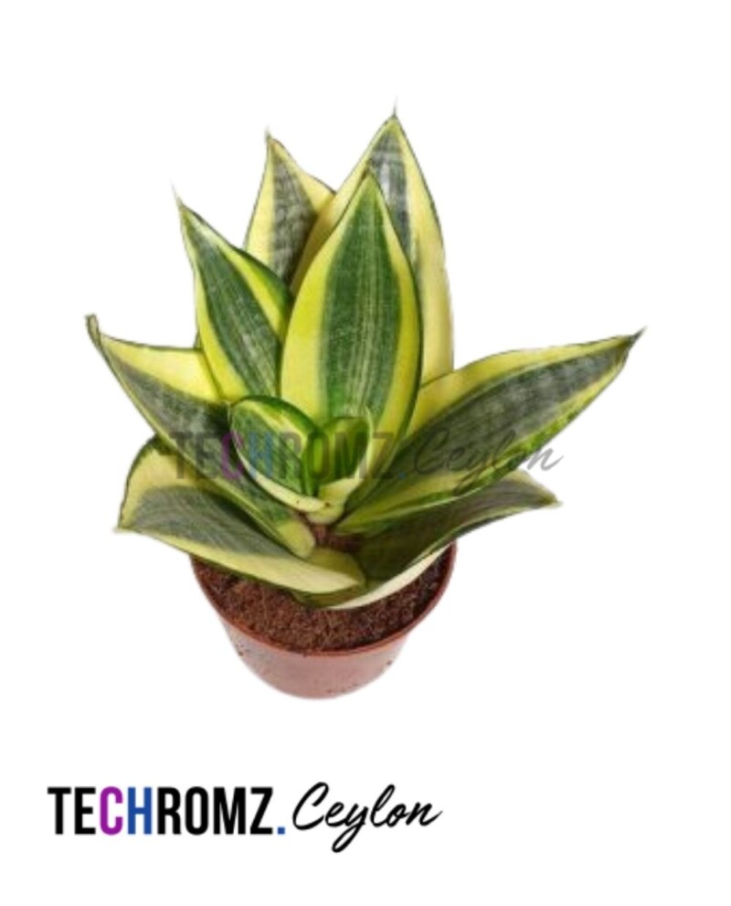 Sansevieria Golden Hanii