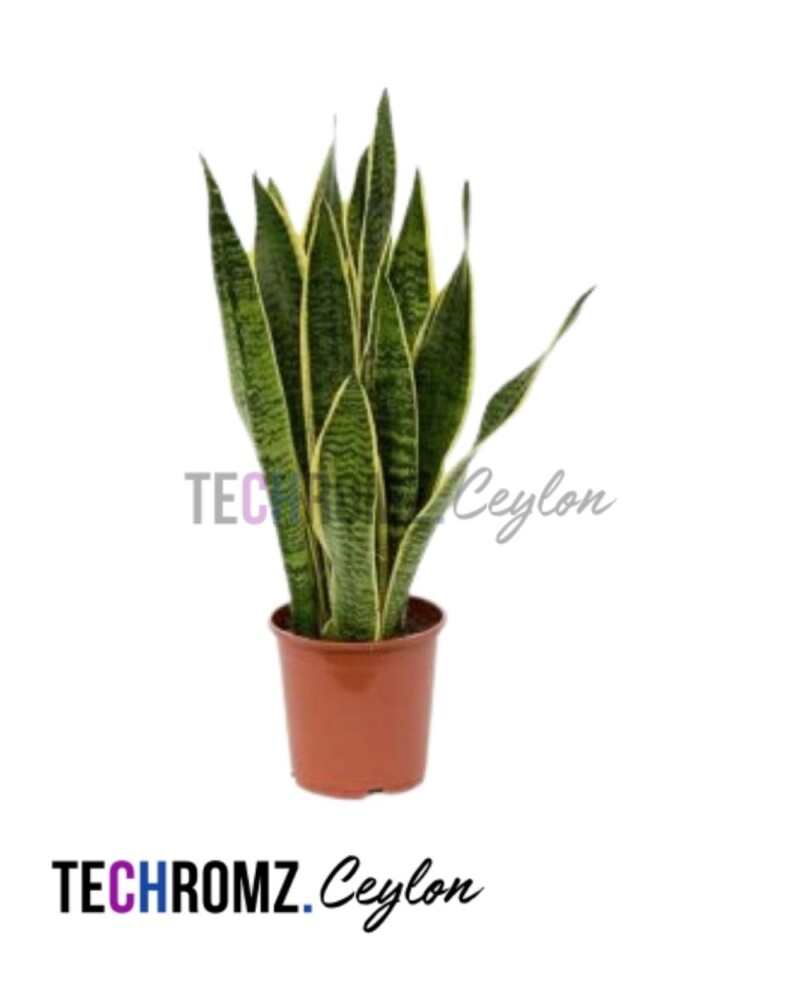 Sansevieria Laurentii - Image 3
