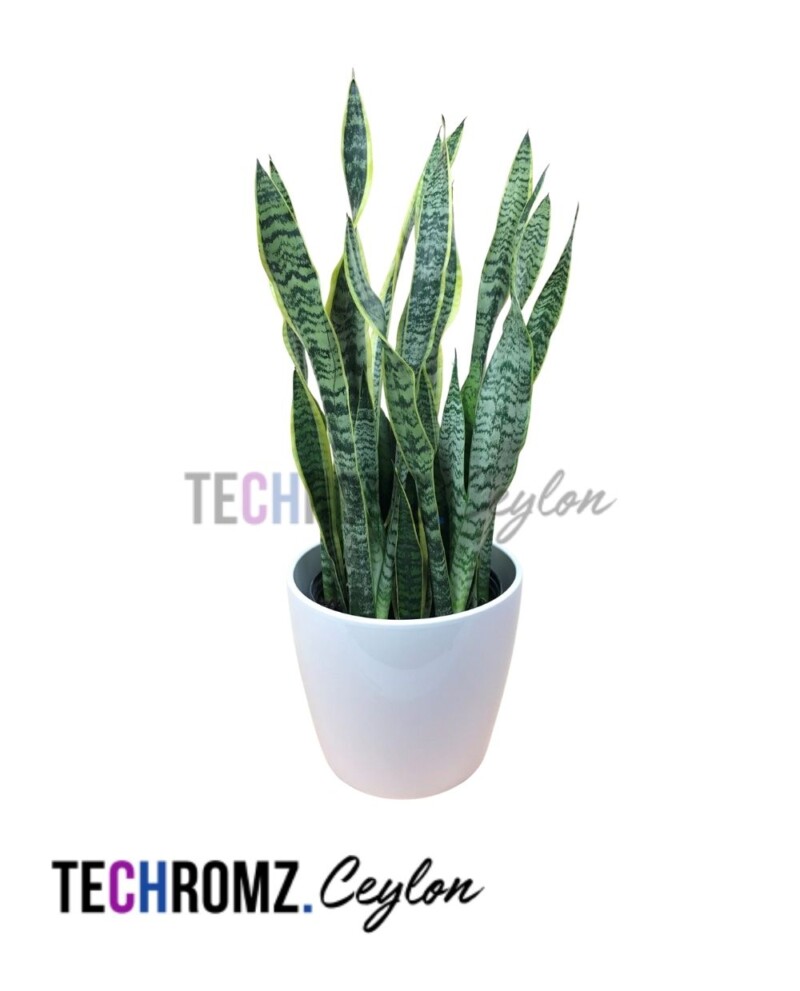 Sansevieria Laurentii