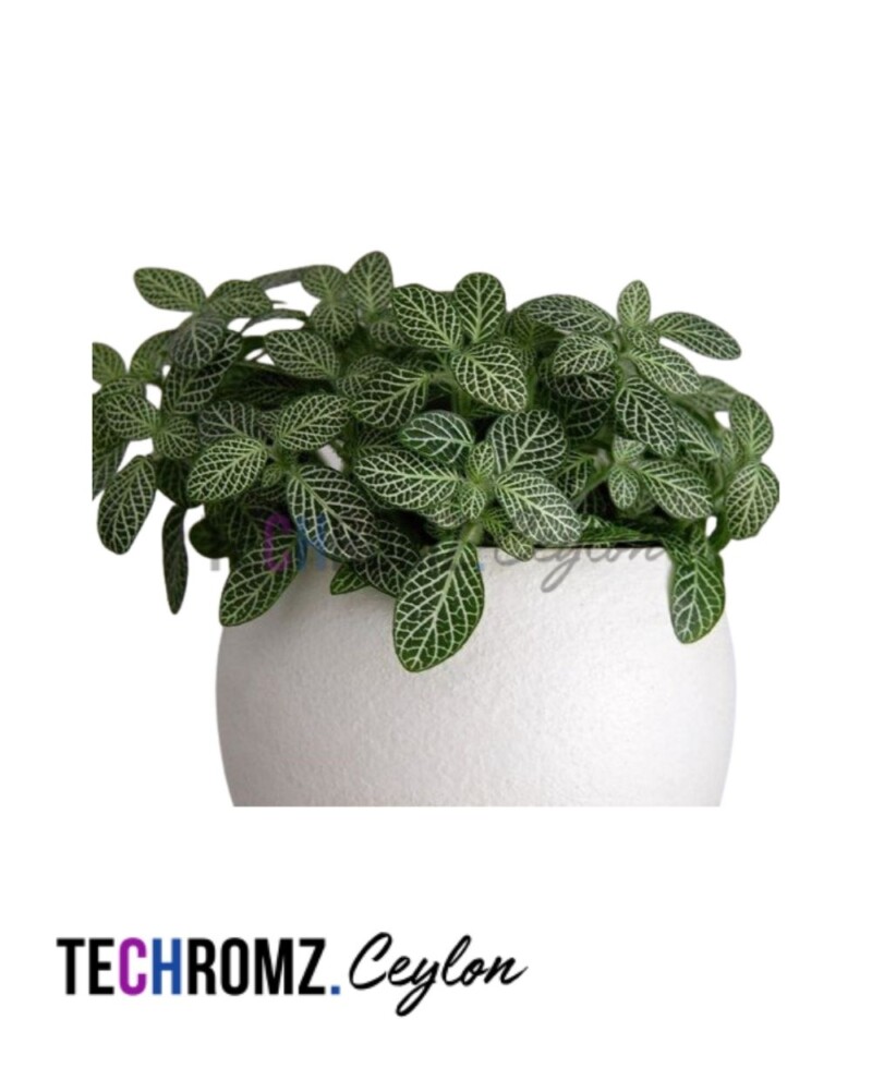 Mini Fittonia Green Plant