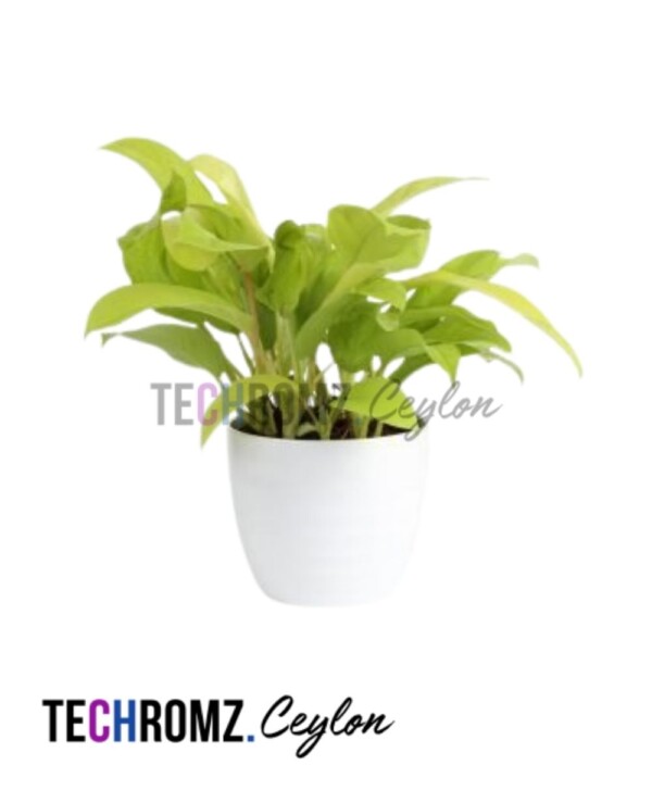 Philodendron Gold
