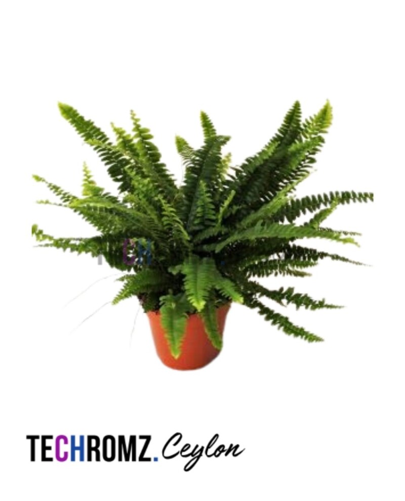 Nephrolepis Cordata Fern Plant