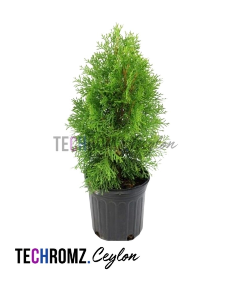 Platycladus Orientalis Live Plant