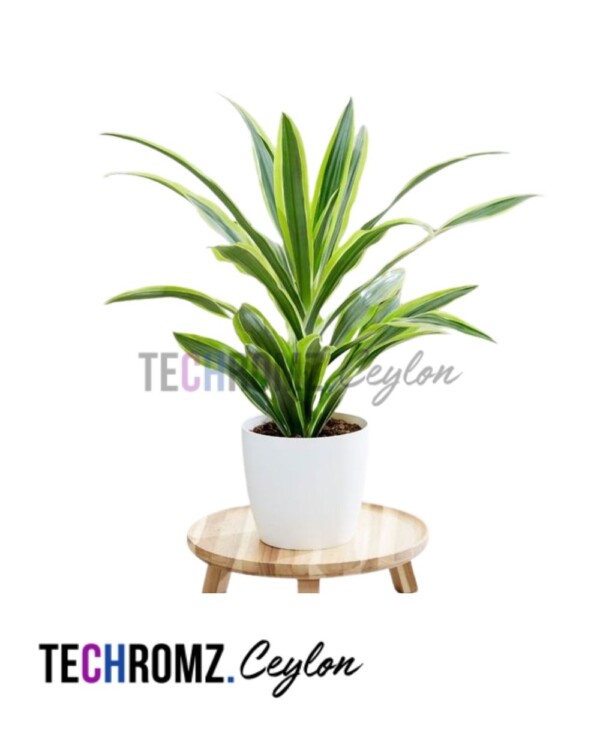 Dracaena Lindenii (Golden Heart) Plant