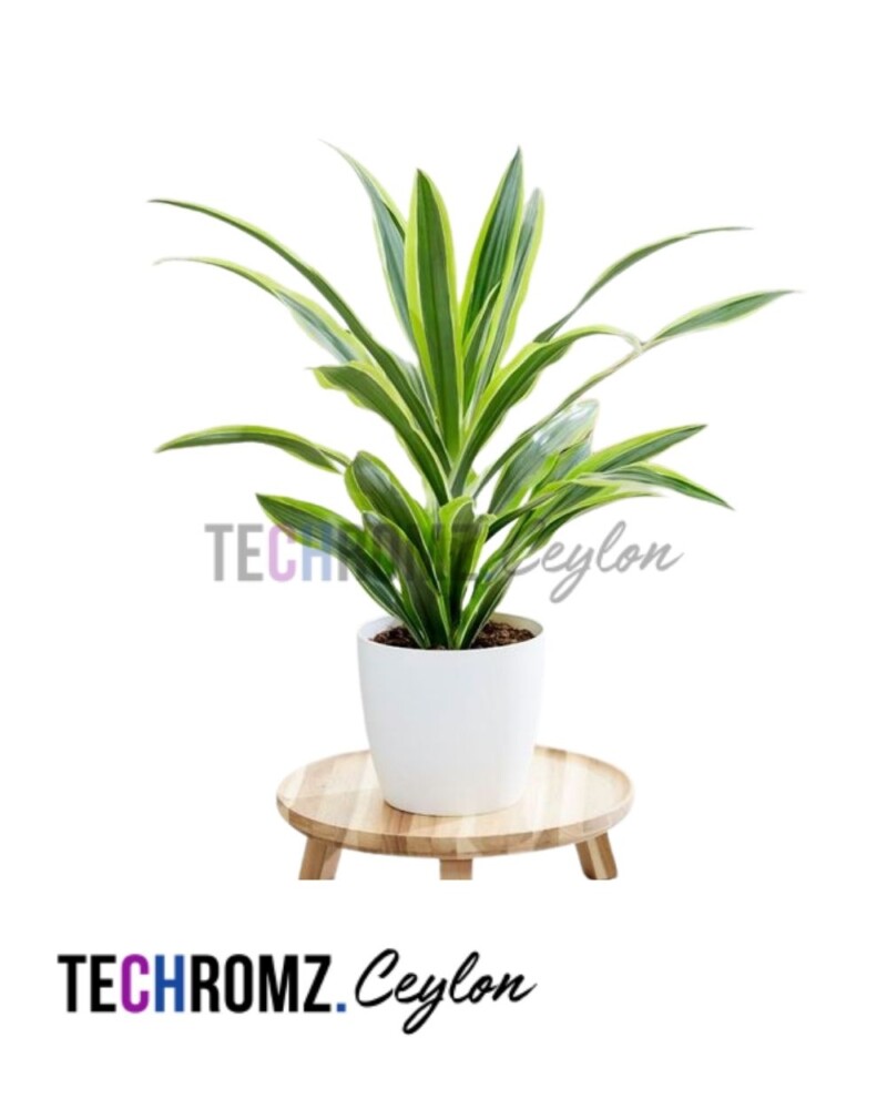 Dracaena Lindenii (Golden Heart) Plant